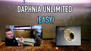 How I Raise Daphnia Water Fleas And You Can Too [upl. by Assej]