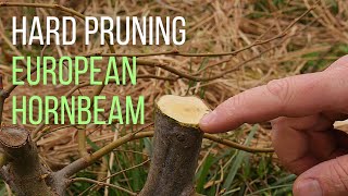 Hard pruning an European hornbeam Carpinus betulus pre bonsai [upl. by Birkett]