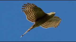 Sparrowhawk Bird Call Bird Song [upl. by Keung]