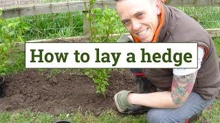 How to plant a garden hedge [upl. by Yarezed]