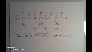 Peptide Bonds and Naming Amino Acid Sequences [upl. by Ttezil]