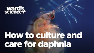 Caring and Culturing for Daphnia [upl. by Funch]