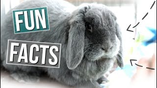 15 Fun Facts About Rabbits [upl. by Eilema]