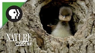 Ducklings Leave the Nest  NATURE Nuggets [upl. by Snehpets]