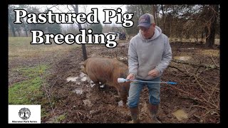 Pastured Pig Breeding  Berkshire Duroc Pork [upl. by Nirro665]