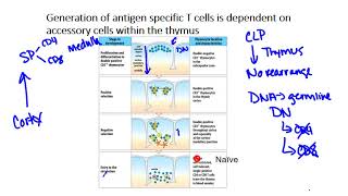 T cell Development [upl. by Erny]