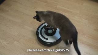 Cat shows HOW TO use iRobot Roomba Vacuum [upl. by Nerraw]