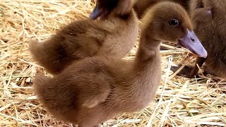 The Beginners Guide To Raising Ducklings Days 114 [upl. by Gustafsson]