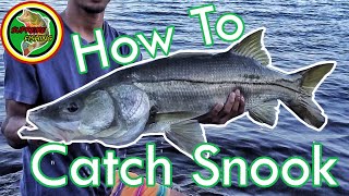 How To Catch Snook In Florida Tackle Tips Locations Techniques and MORE [upl. by Eedak]