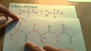 Aminoácidos  Biología proteinas [upl. by Kieffer]