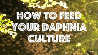 How To Feed Your Daphnia Culture [upl. by Nnybor104]