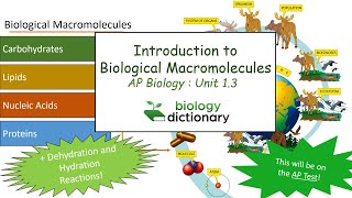 Introduction to Biological Macromolecules  AP Biology 13 [upl. by Aramas383]