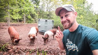 SmallScale Rotational Pastured Pig Raising NO EXPENSIVE HOG NETTING [upl. by Cyril383]