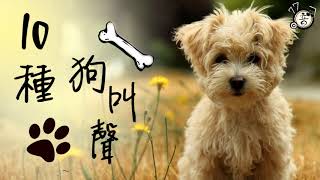 狗叫聲 10種│狗叫音效 看看毛小孩會有什麼反應 🐶 │77音效 [upl. by Animas]