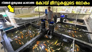 മലപ്പുറത്തെ കോയ് മീനുകളുടെ ലോകം Koi fish farm [upl. by Arabelle]