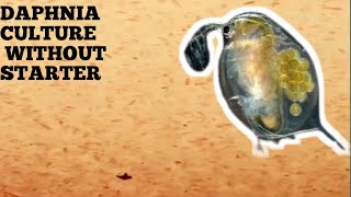 HOW TO CULTURE DAPHNIA NATURALLY WITHOUT A STARTER [upl. by Saiasi387]