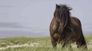 Discover Sable Island National Park Reserve [upl. by Rafe]