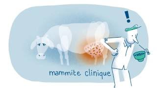 Mammites et cellules même combat [upl. by Cullie]