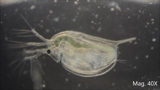 Daphnia magna under the Microscope [upl. by Katina]