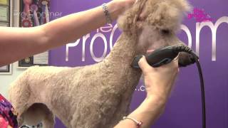 Grooming Guide  Standard Poodle Miami Trim  Pro Groomer [upl. by Robi]