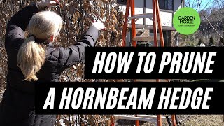 How to Prune a Hornbeam Hedge [upl. by Zurheide]