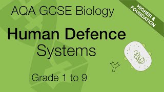 AQA GCSE Biology Human Defence Systems  GCSE 91 Revision [upl. by Agnes]