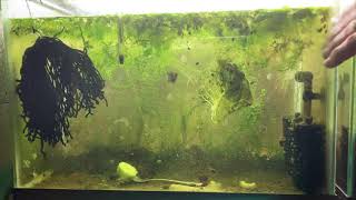 Scuds Daphnia Cherry Shrimp Copepods My aquatic food culture [upl. by Riocard187]