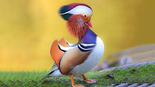 12 Most Beautiful Ducks in the World [upl. by Nohpets]