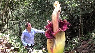 Worlds BIGGEST Flowers Worlds Most Spectacular Plants episode 2 of 14 [upl. by Agnola]