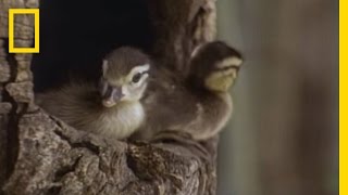 Tiny Ducklings Leap from Tree  National Geographic [upl. by Sello6]