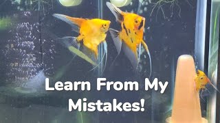 Super Red Koi Angelfish Breeding Learn From My Mistakes Raising From Eggs to Free Swimming Fry [upl. by Eldwun]