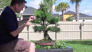 How to Bonsai  Podocarpus Styling [upl. by Mufinella]