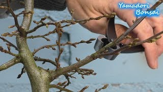 Yamadori Bonsai Hainbuche  Carpinus betulus [upl. by Loss973]