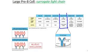 B Cell Development [upl. by Nabila480]