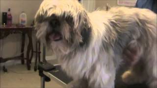 How to Groom a Matted Shih Tzu [upl. by Searle833]