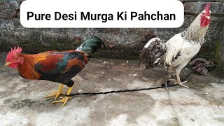 Pure Desi Murga  देशी मुर्गे की पहचान  Aggressive Murga [upl. by Nonie]