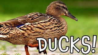 Ducks Duck Facts for Kids and Toddlers [upl. by Schubert373]