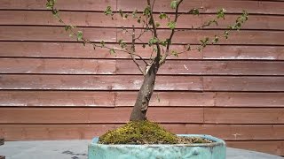 Carpinus in broom form 1  improving the roots [upl. by Aimahc711]