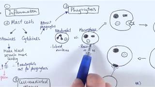 AS Biology  Immune response OVERVIEW OCR A Chapter 1256 [upl. by Chivers272]