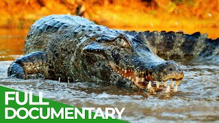 Wildlife  Episode 2 Crocodiles Alligators Caimans amp Gharials  Free Documentary Nature [upl. by Llewkcor876]