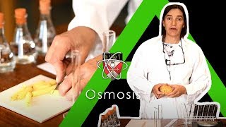 Osmosis  Biology Alevel Required Practical [upl. by Pail698]