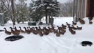 Cold Ducks at SanctuarySHO [upl. by Htrap]