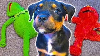 Puppy ATTACKS Kermit the Frog and Elmo [upl. by Attenrad]