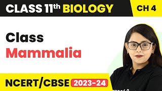 Class Mammalia  Animal Kingdom  Class 11 Biology [upl. by Atnahs]