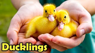 Ducks as Pets  Cute Duckling Facts for Kids [upl. by Jasmine]