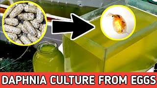 HOW TO HATCH DAPHNIA EGGS  HOW TO CULTURE DAPHNIA [upl. by Sabas199]