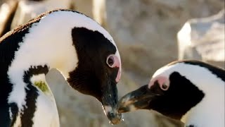 Best of Penguins  Top 5  BBC Earth [upl. by Nalac]