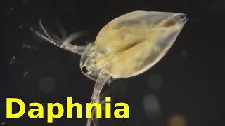 Daphnia [upl. by Dickerson]