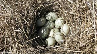 Duck Nests Nature in Your Neighborhood [upl. by Adnilec]