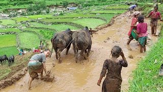 Primitive Way To Paddy Farming in Nepali Village  Nepali Mountain Lifestyle  IamSuman [upl. by Nosinned]